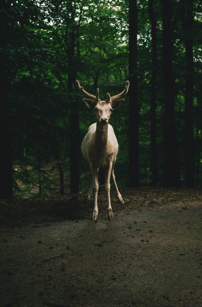 Maine moose