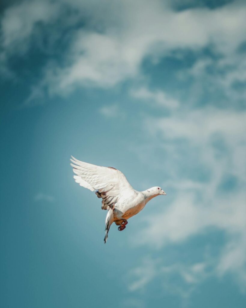 dove