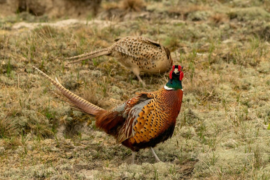 pheasant