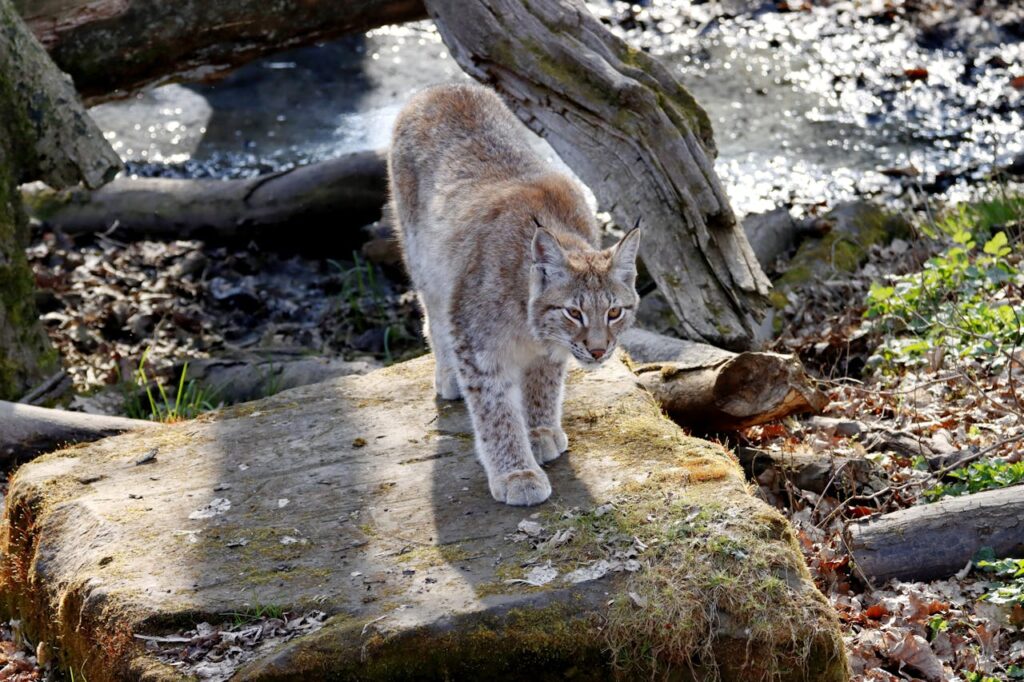 Bobcat
