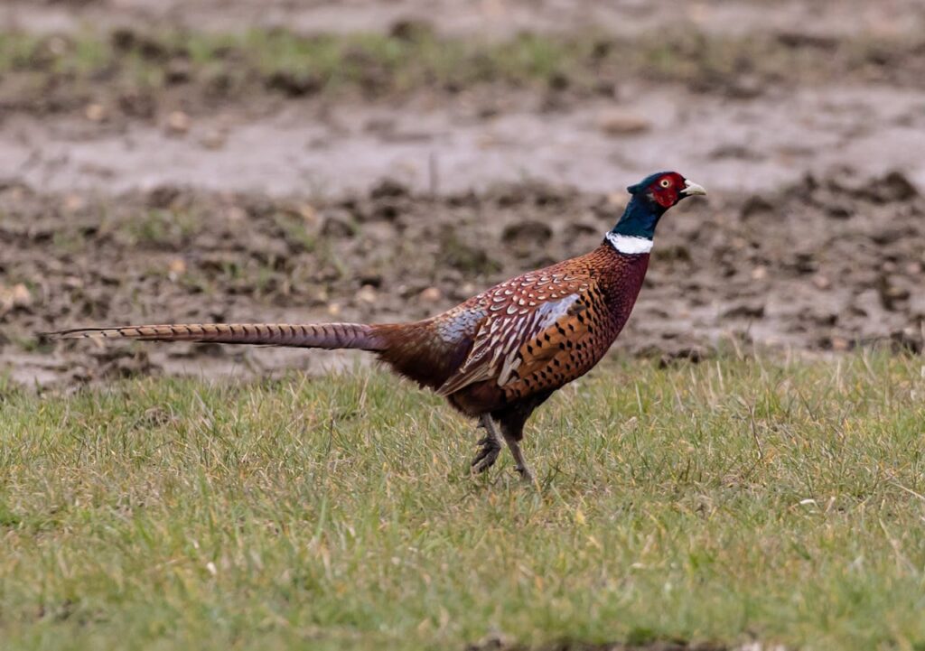 Iowa hunting pheasants