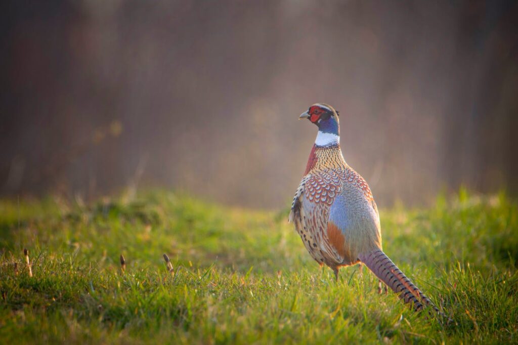 pheasant in the woods