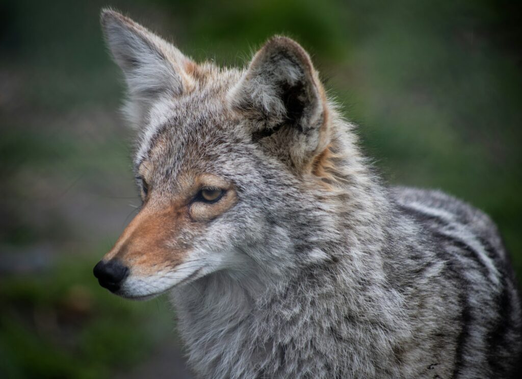 Missouri coyote