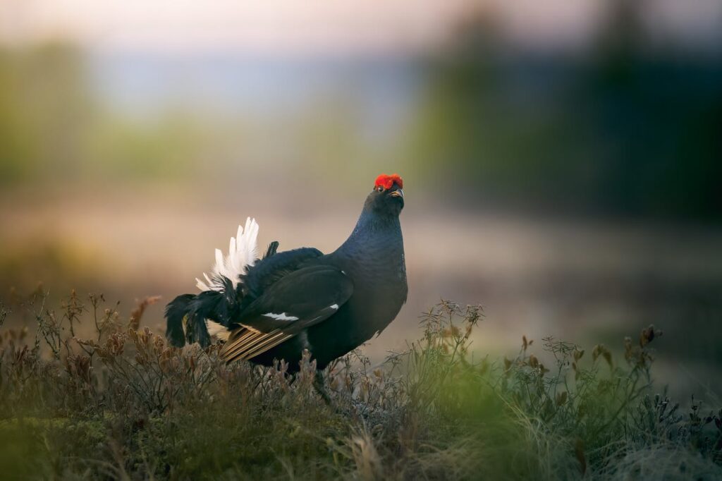 Grouse 