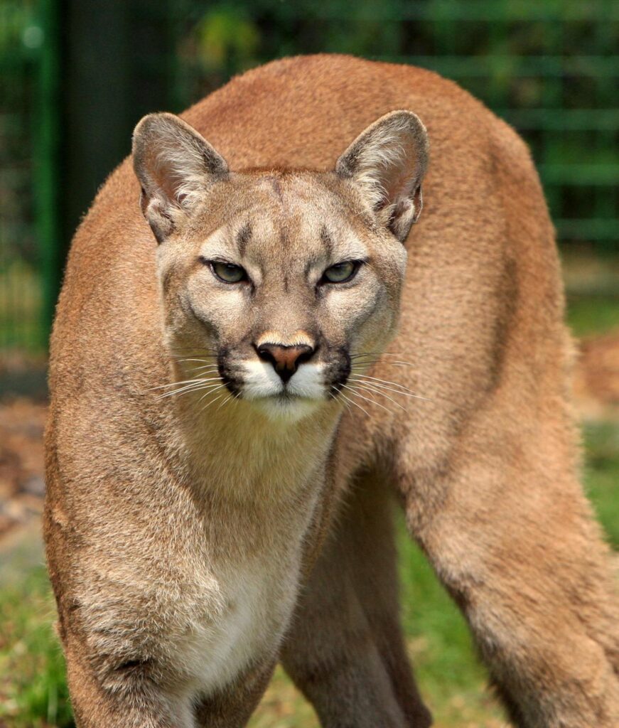 South Dakota mountain lion cougar