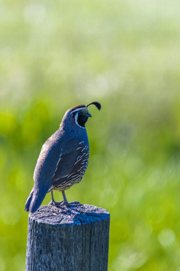 Quail on a post