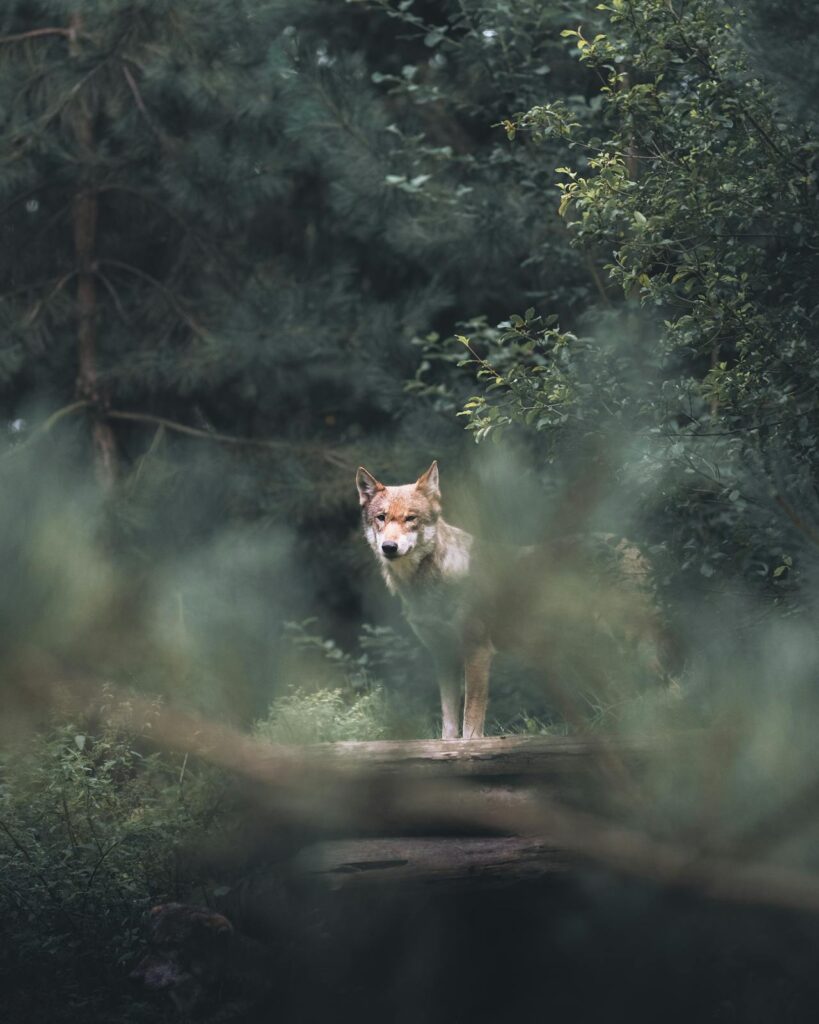 illinois coyote in a forest