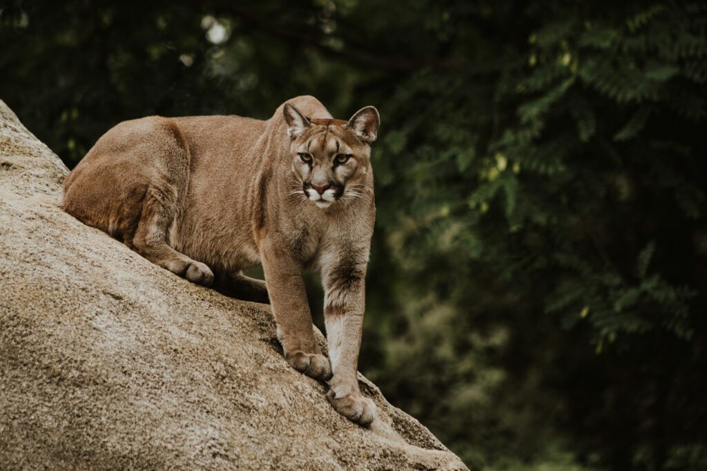 Oregon cougar