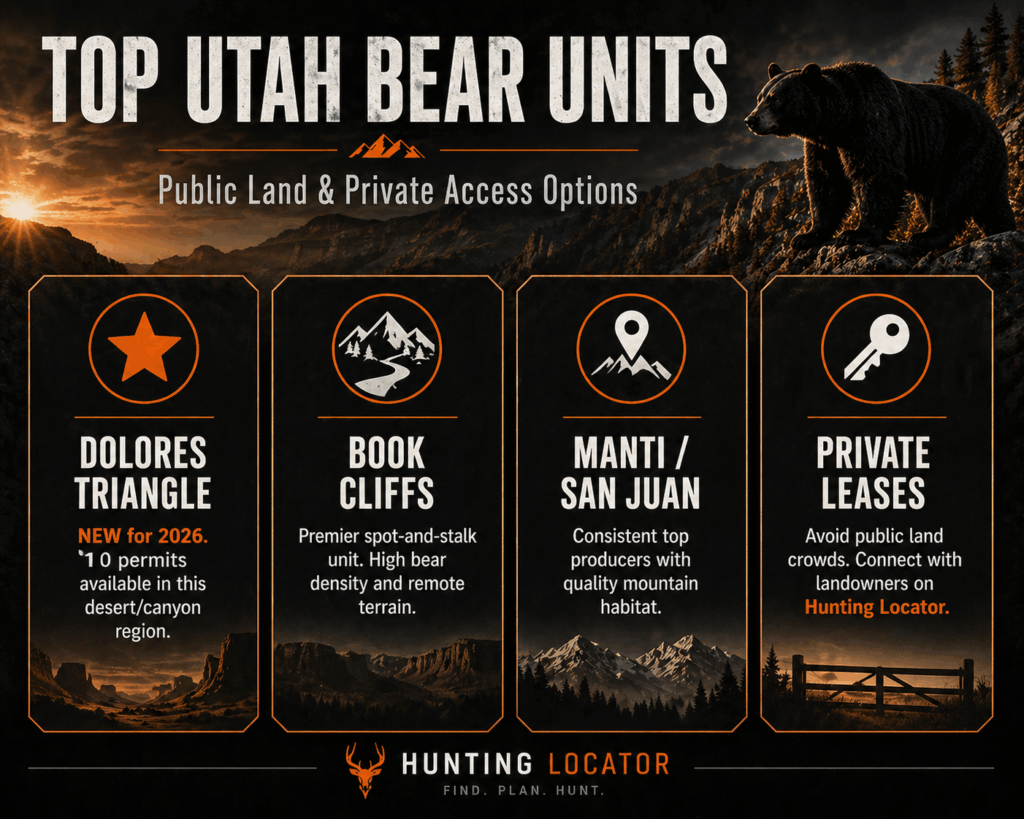 Utah black bear