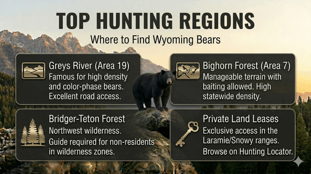 Wyoming black bear