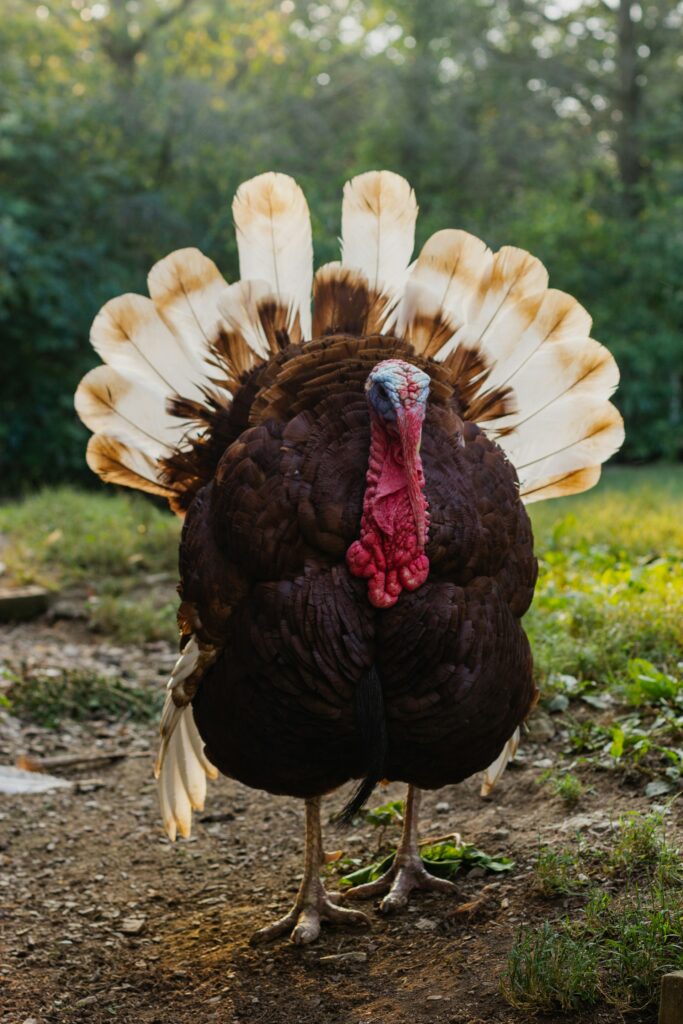 texas turkey