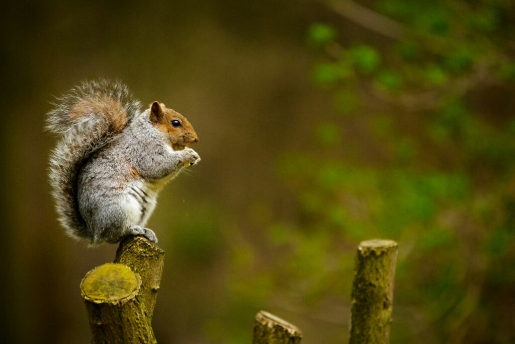 Gray squirrel 