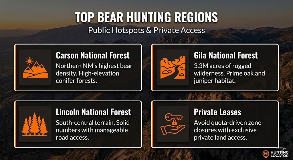 New mexico bear