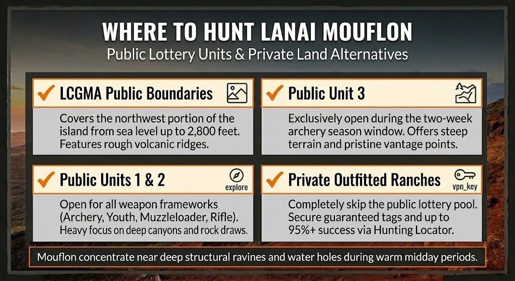 Lanai mouflon sheep