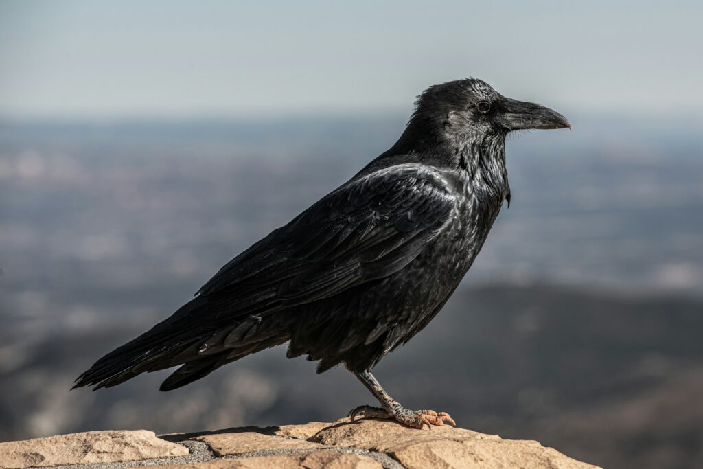 Missouri small game crow