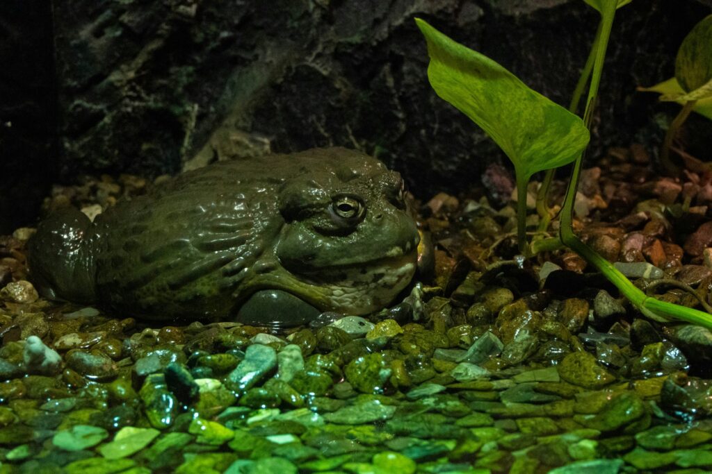 Missouri small game bullfrog
