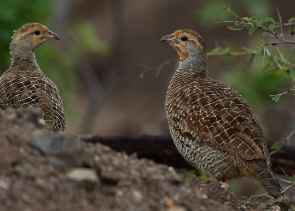 Missouri small game quail