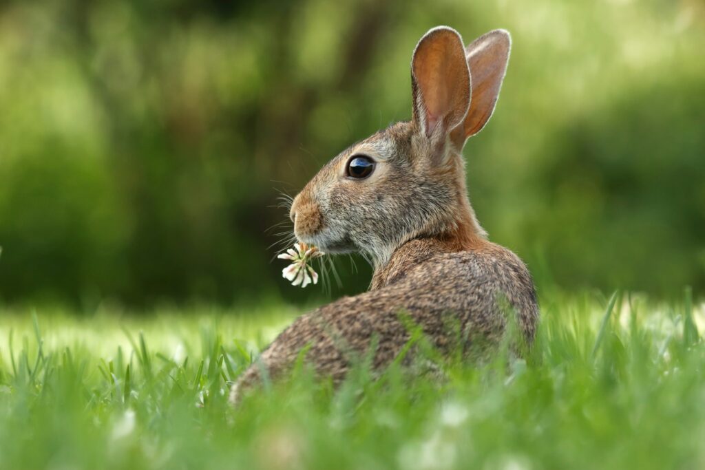 Rabbit