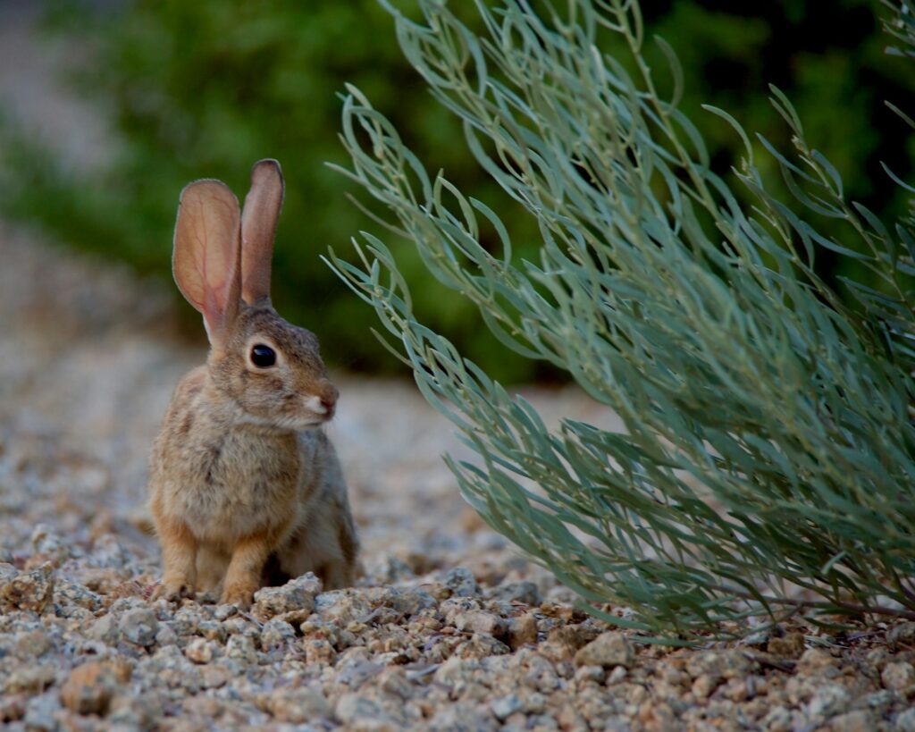Oklahoma small game rabbit