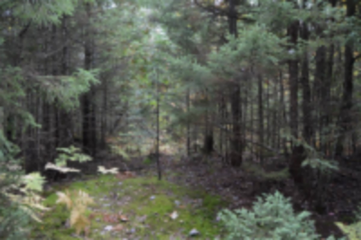 Around 300 ACRE executive Hunting Lease- Beside State Park Newberry, MI - $3 (Newberry,MI) images 3