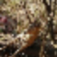 01eb8375-9cb5-4056-96a5-9d023b58f8e5__resize-thumb