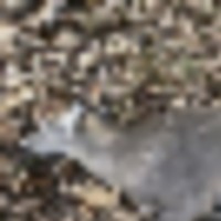 07d4dee5-53f8-40f4-8355-7b5b86f4d3ef__resize-thumb