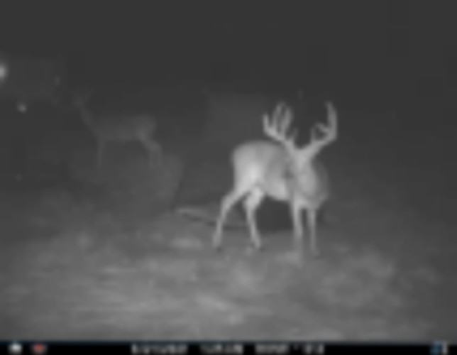 Wildlife Sanctuary Hunting Lease- Lake Ray Hubbard Cooke County images 2
