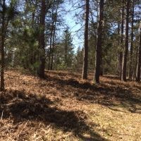36 wooded acres Black Bear Capital of Michigan Curran