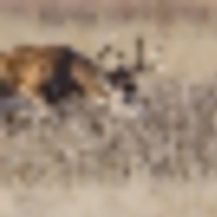 Hunt prime Nebraska private farm land, with about 7 diffent areas to hunt, you will hunt 1 area.