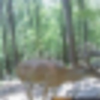 Rare 160 Acre Deer Lease Opportunity images 2