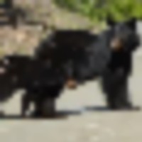13247830_10101156333701805_2558612895067488162_o__resize-thumb