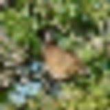 13872693_1846390335589256_7386072706073760578_n__resize-thumb