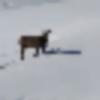 Lay Peak Ranch images 2