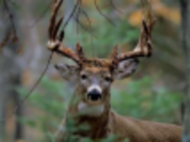 6010-Low cost Whitetail and Turkey lease Birds and Beast Whitetail Hunts featured image
