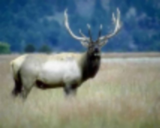 Private Ranch Offering Deer & Elk Hunting Packages For the Whole Family featured image