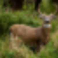 Whitetail Deer Lease Available in South of Stanley, VA images 1