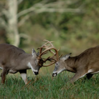 Deer and Turkey Hunting Available in Kent, MD