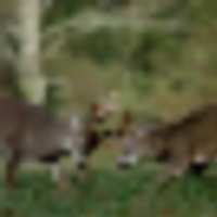 Deer and Turkey Hunting Available in Kent, MD