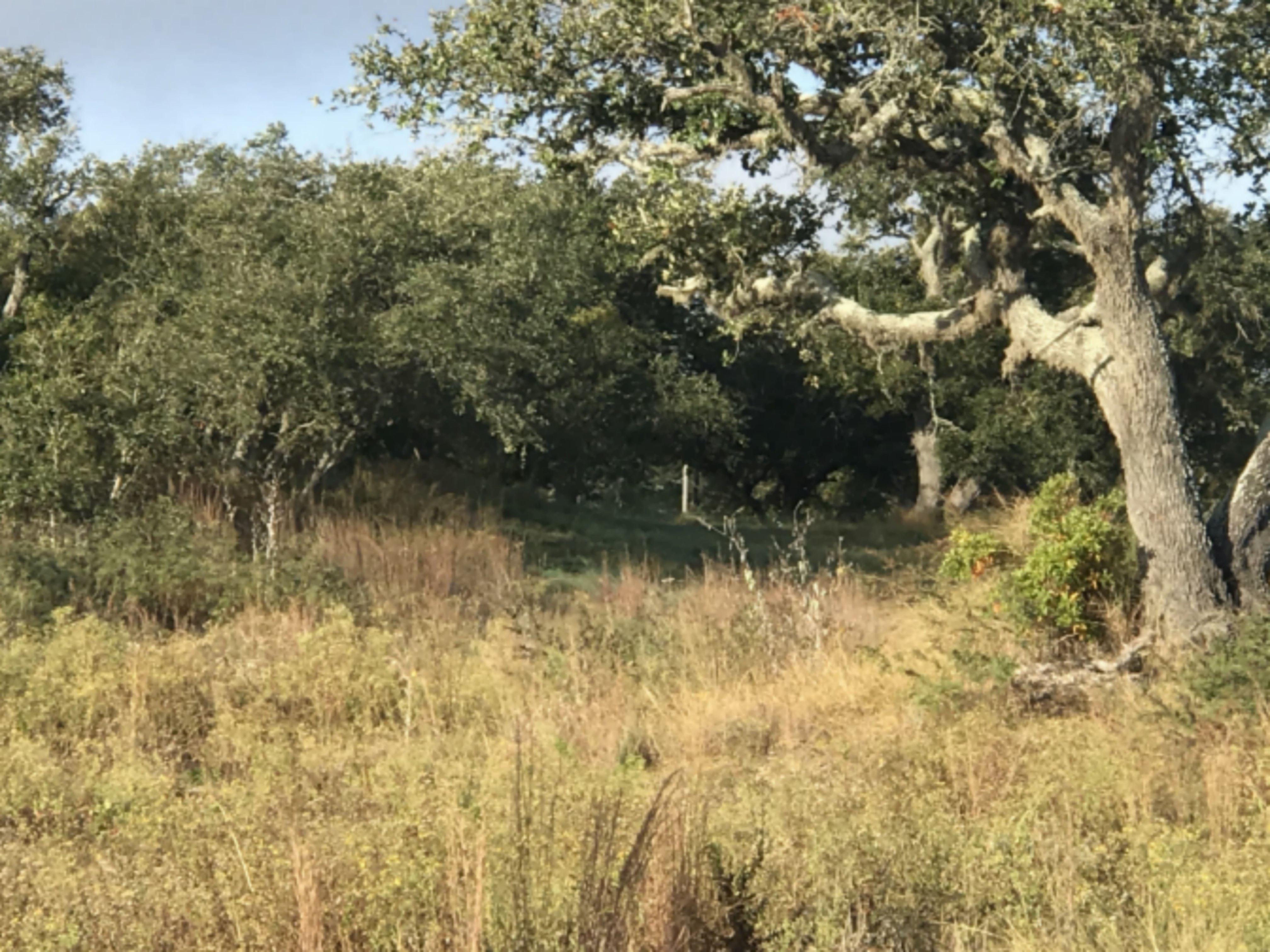 Starr County Hunting Lease images 2