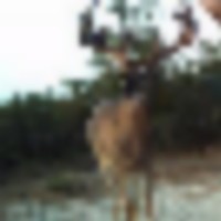 2012_popcorn_buck__resize-thumb