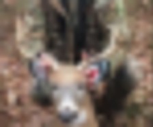 11.5 Acres For Hunting Deer, Fox, Turkey, Farrington Lake Park Area, South Brunswick, New Jersey