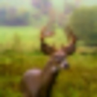 Trophy Whitetails in the rolling hills of Jo Daviess County. images 1