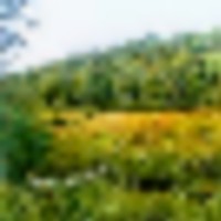 ShineOn Valley