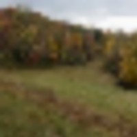 Circle S Farm Semi Guided Hunts for Deer and Turkey