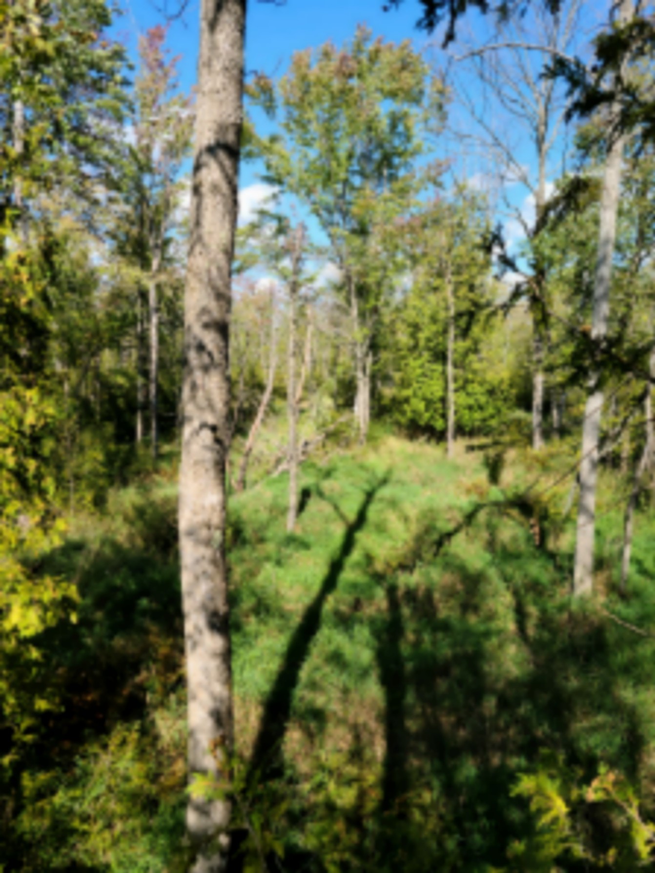 Awesome hunting experience on this an active 160 acre farm - Reed City, MIchigan images 2