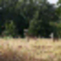 13 acres 2 bed RV hunting lease surrounded by 15000 acres Carters lake. 1 mile long river frontage!