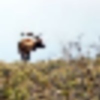K Ranch images 3