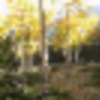 Forbes Park 2.5 acres images 1