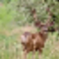 Green Mountain Ranch images 5