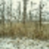 37_south_east_woods_facing_west__resize-thumb